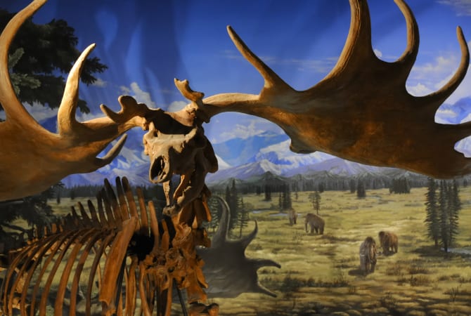 Fukui Prefectural Dinosaur Museum