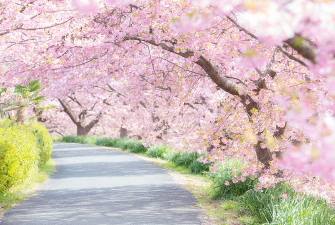 Kawazu Cherry Blossom Festival