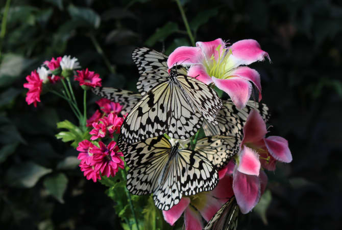 Flower Park Kagoshima