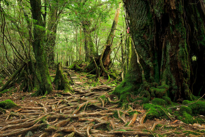 yakushima island