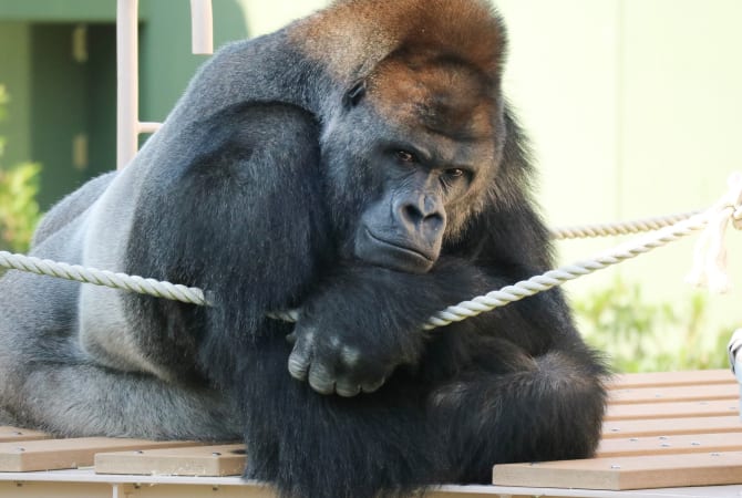 Higashiyama Zoo and Botanical Gardens