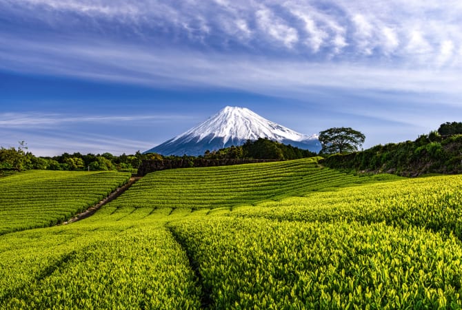 Shizuoka Tea