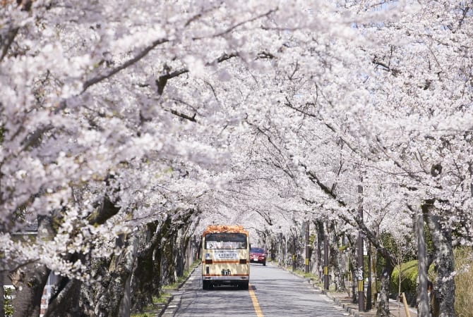 Bus driving along a street of Sakura