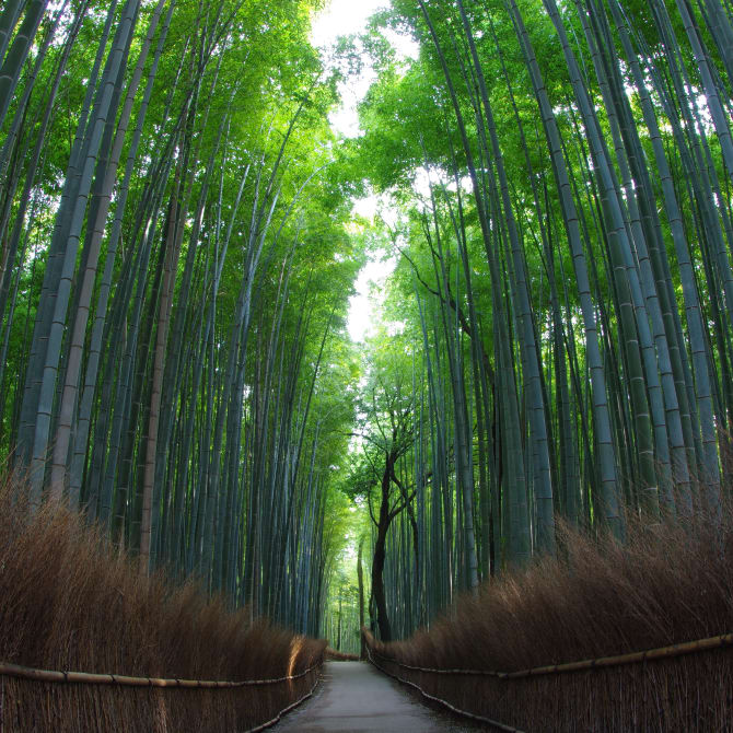 Arashiyama Bamboo Grove