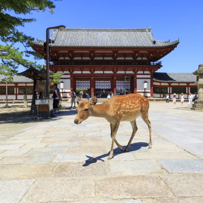 Todaiji Temple