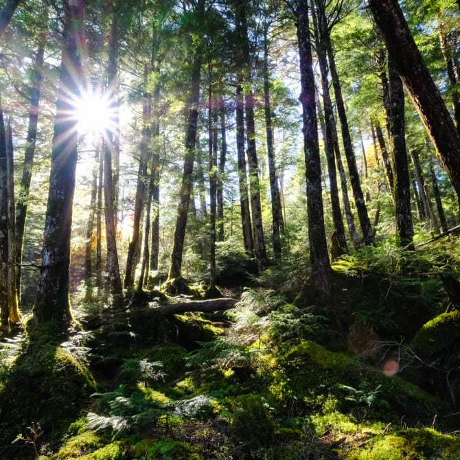 Forest Bathing in Japan (Shinrin-yoku) 