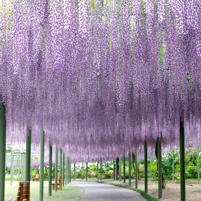 Hamamatsu: a bright and vibrant city of flowers