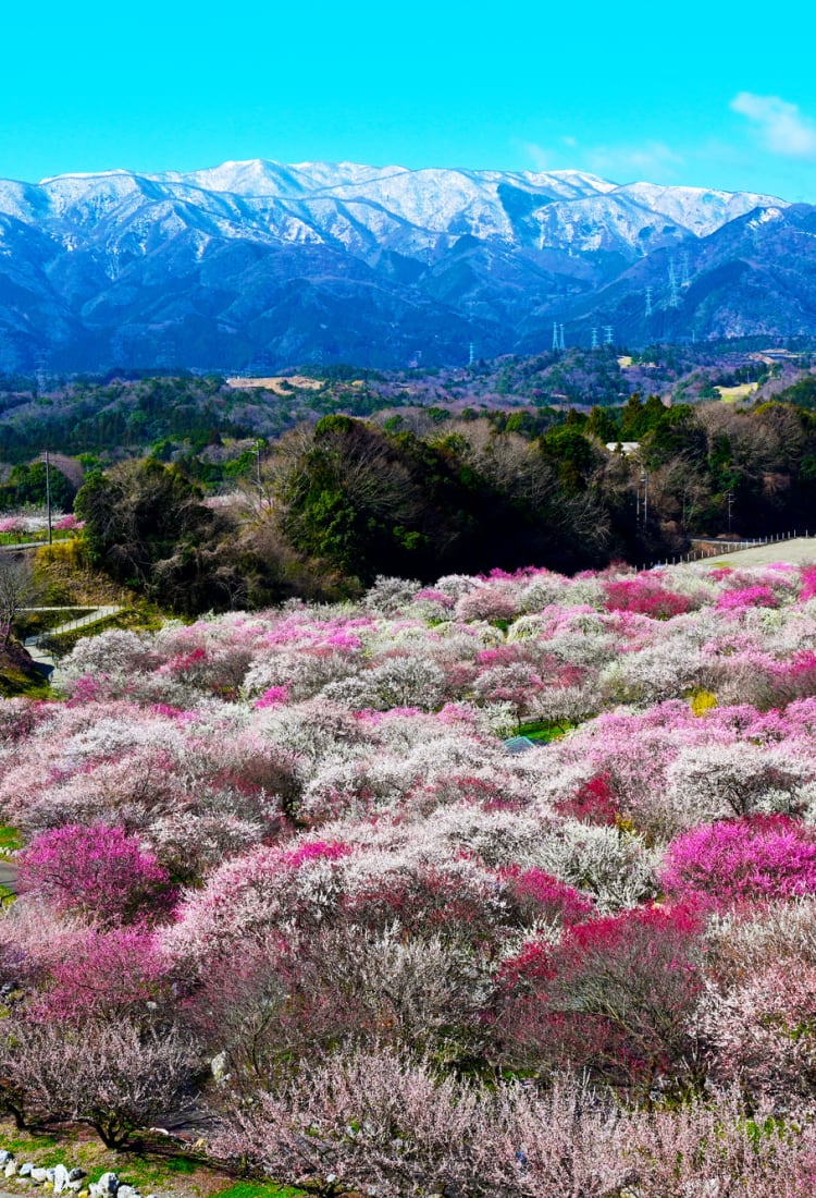 Pink Flush, Flowers, The Blossom House