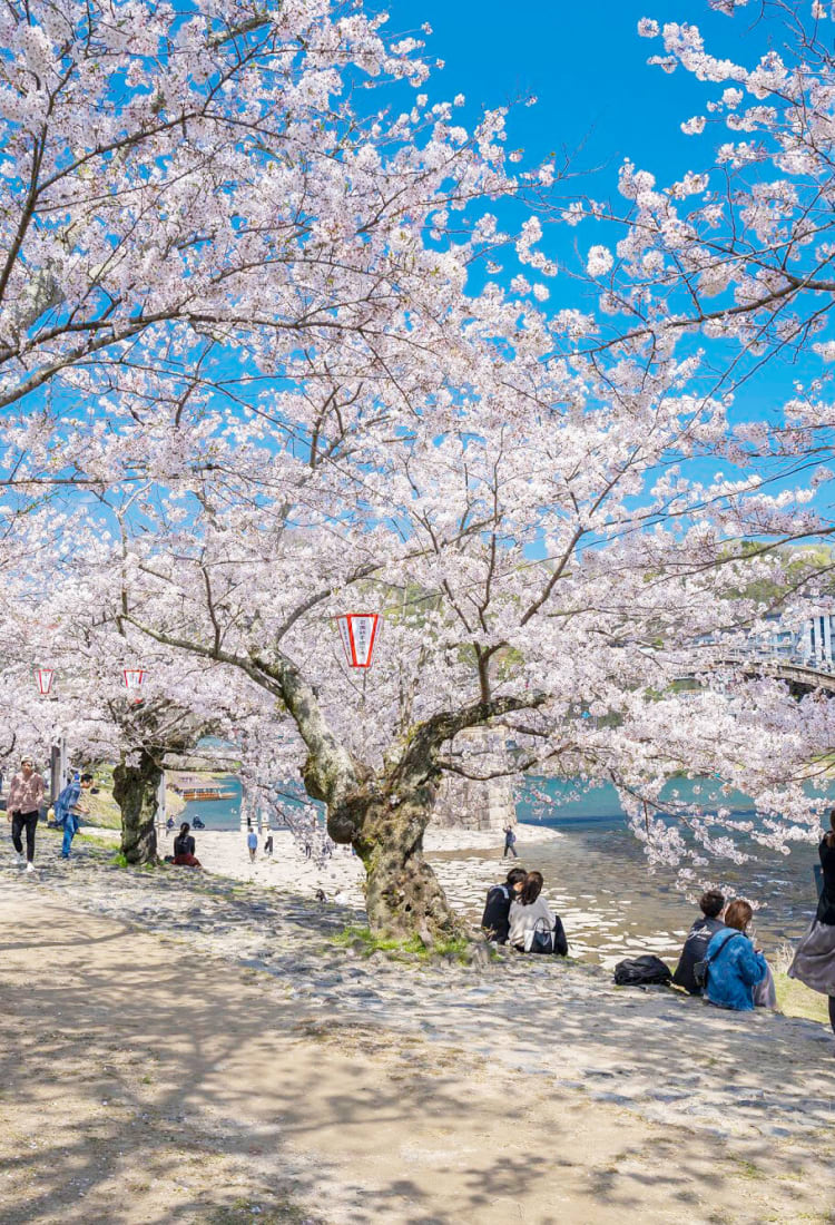 Hãy chiêm ngưỡng vẻ đẹp tuyệt vời của hàng ngàn bông hoa anh đào rực rỡ trong ánh nắng mùa xuân đang khoe sắc tại thành phố Tokyo. Màu hồng của hoa anh đào càng làm nên sự lãng mạn, tinh khiết cho không gian mùa xuân này.