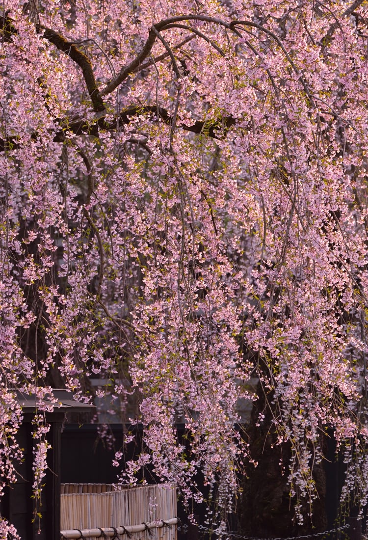 Shidare Sakura at Buke Yashiki