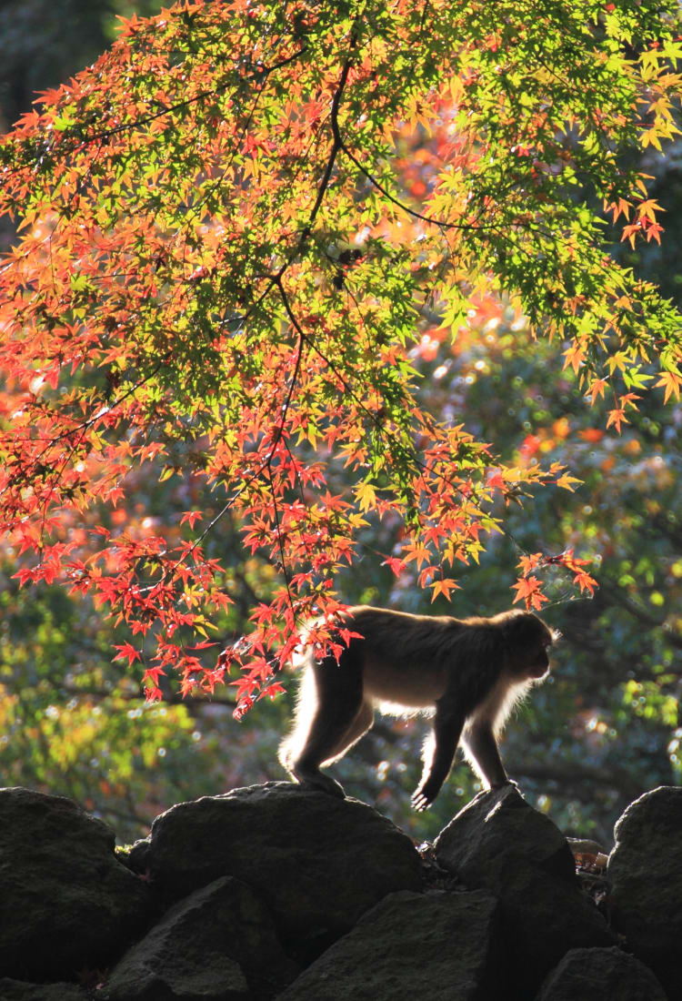 Mt. Takasaki Wild Monkey Park