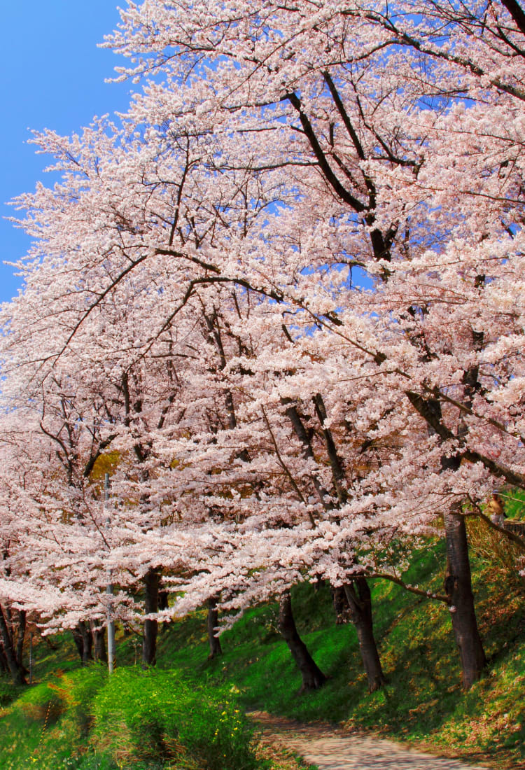 eboshiyama park-cherry blossom