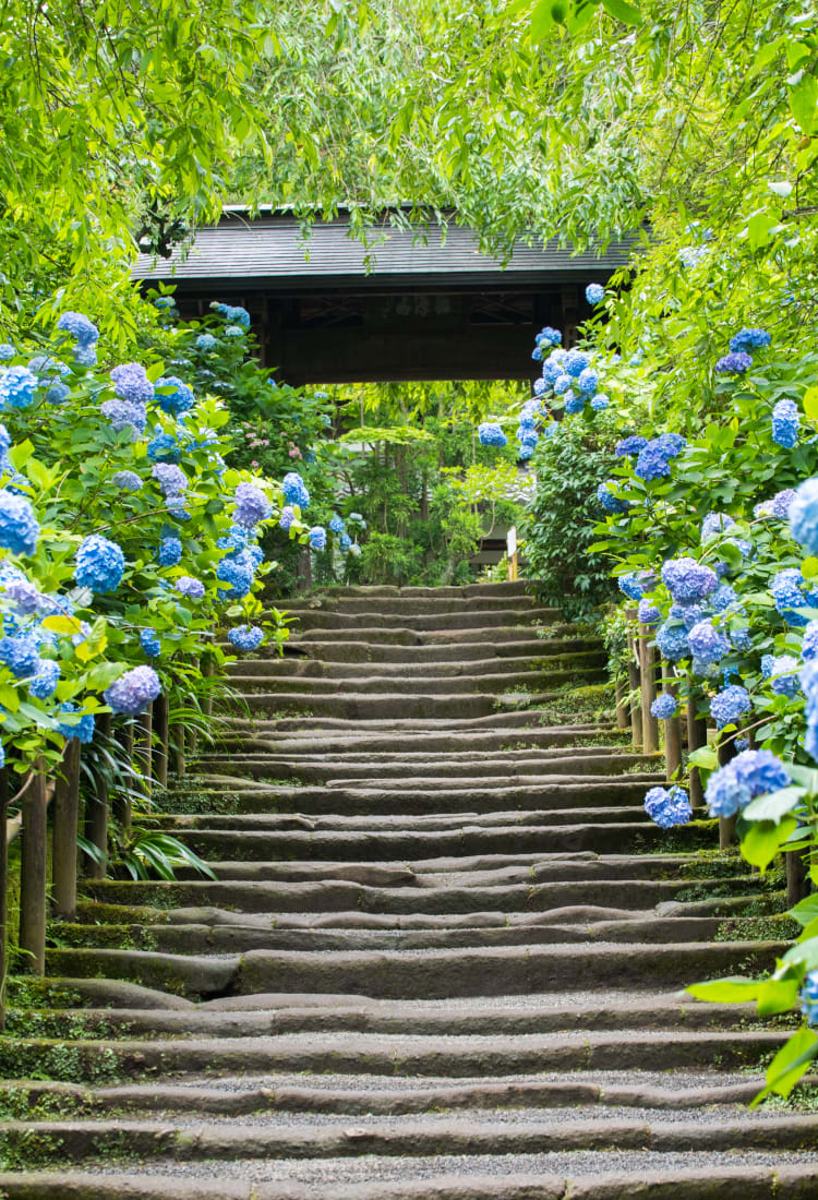 Meigetsu-in Ajisai Temple