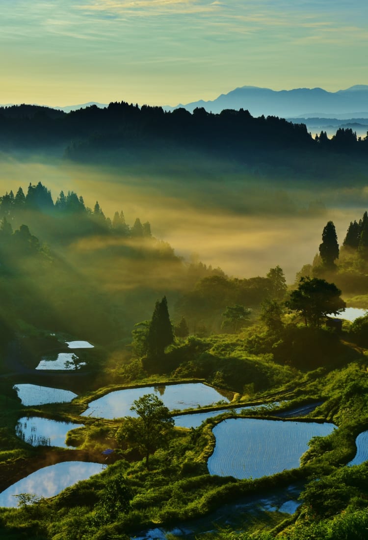 terraced rice fields in kamou