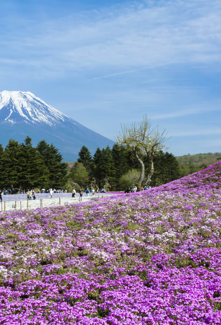 fuji five lakes