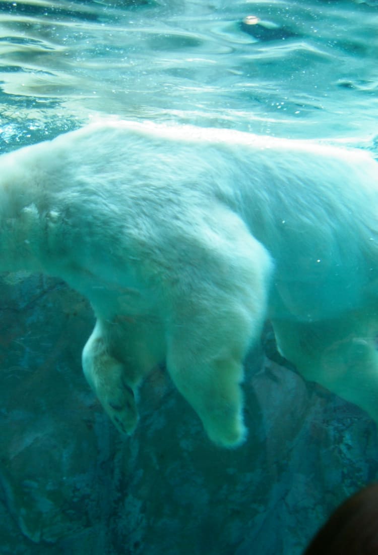 Asahikawa Municipal Asahiyama Zoo