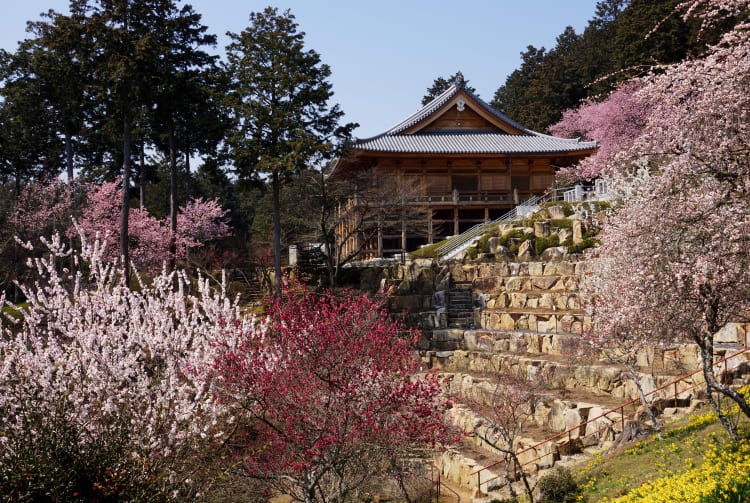 Sakura of Ishiyama-dera