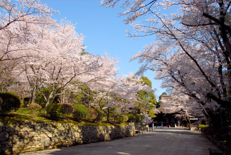 Sakura of Mii-dera