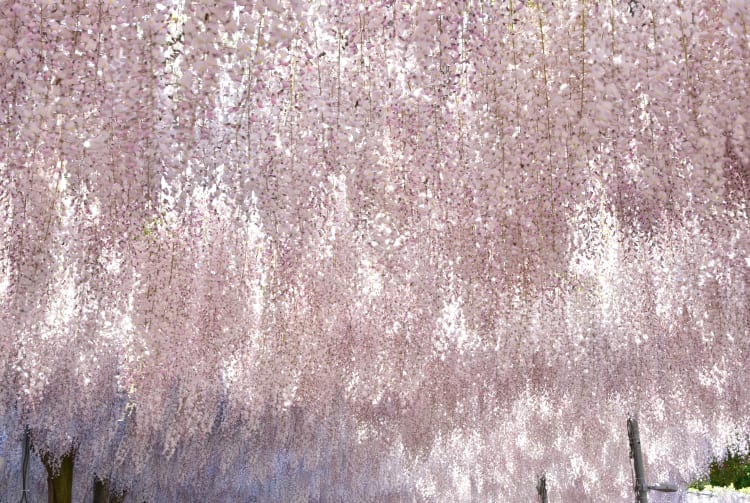 Ashikaga Flower Park-SPR