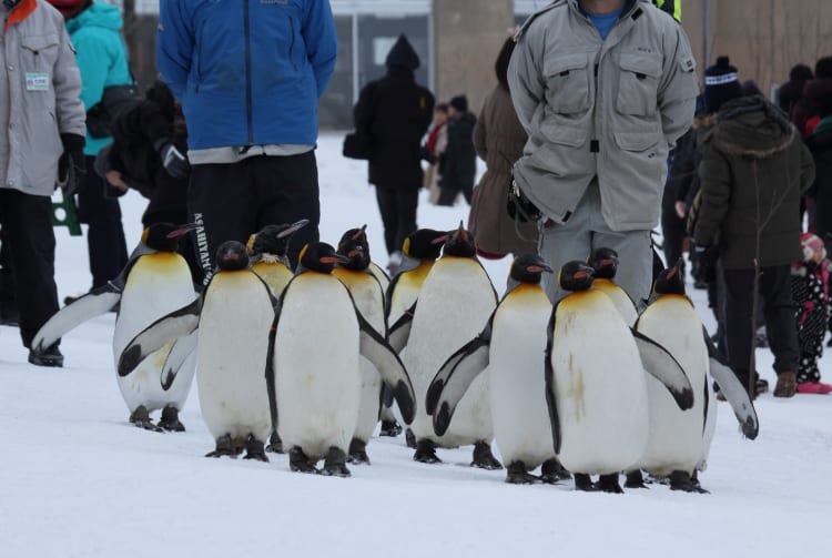 Asahikawa Municipal Asahiyama Zoo