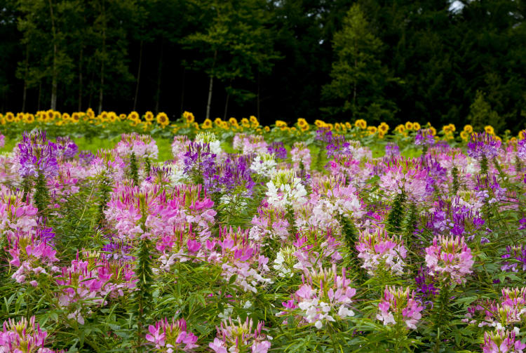 Furano Flower Fields