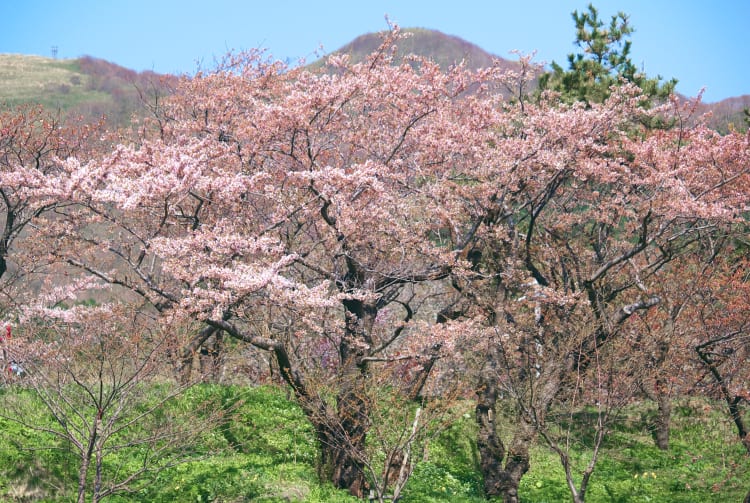 matsumae park