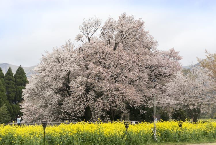 O Sakura at Isshingyo Park-SPR