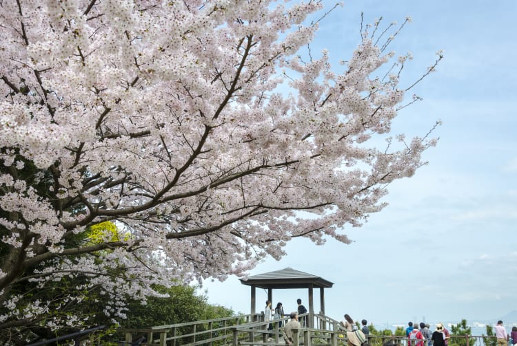 kurume & yanagawa