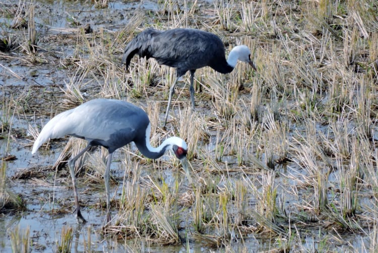 Crane Observation Center