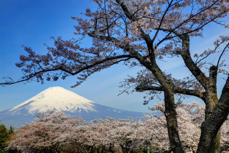 mt. fuji area