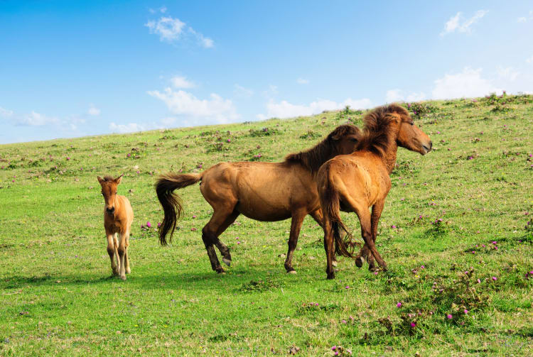 Yonaguni uma Horse Riding