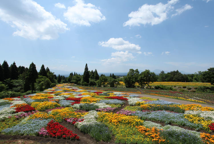 Kuju Flower Park