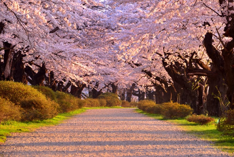 Kitakami Tenshochi Sakura Festival