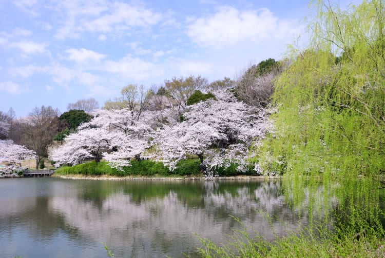 kanagawa prefectural mitsuike park