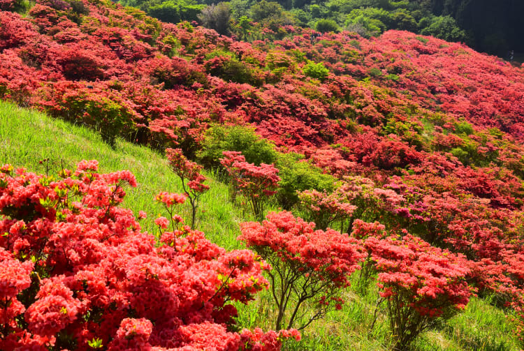 Rhododendron of Mount Katsuragi