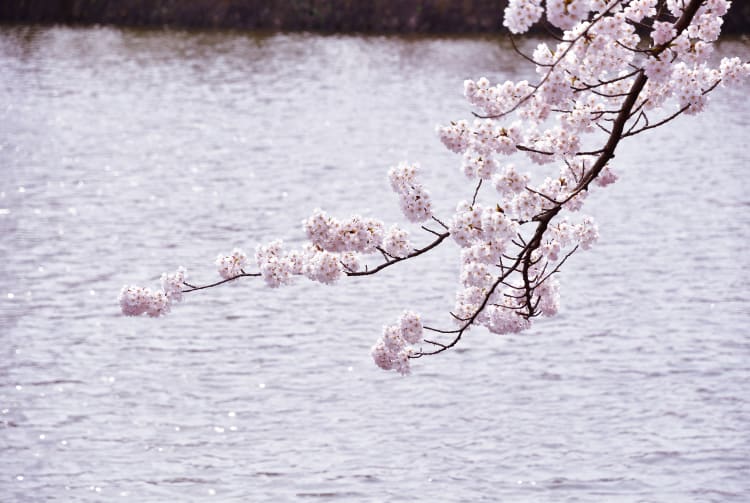 tsuruoka park-cherry blossom