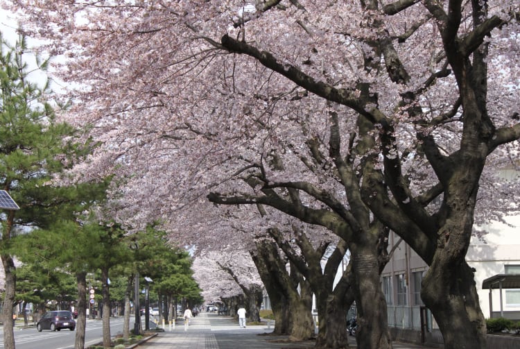 Nikko Kaido Sakura Route