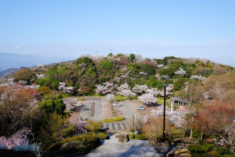 Bizan Park-cherry blossom