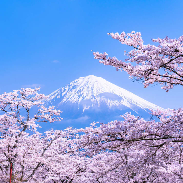 Cherry Blossoms (Sakura) in Japan