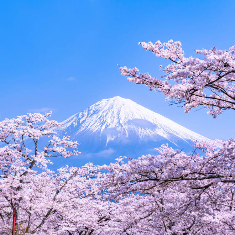 Cherry Blossoms