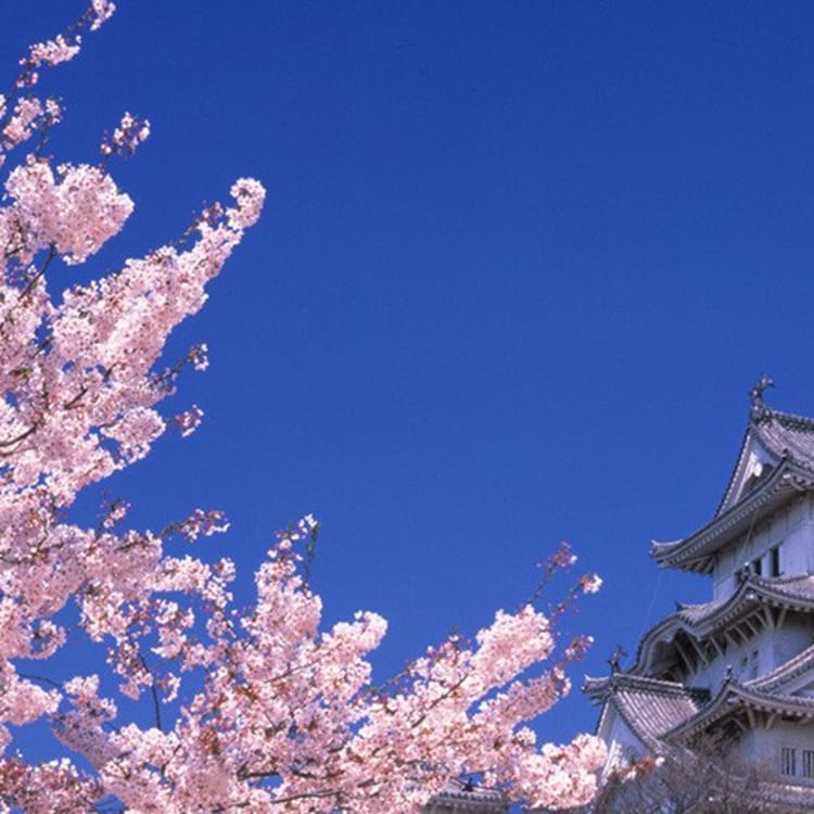 What is Hanami? The Significance of Sakura in Japanese Tradition