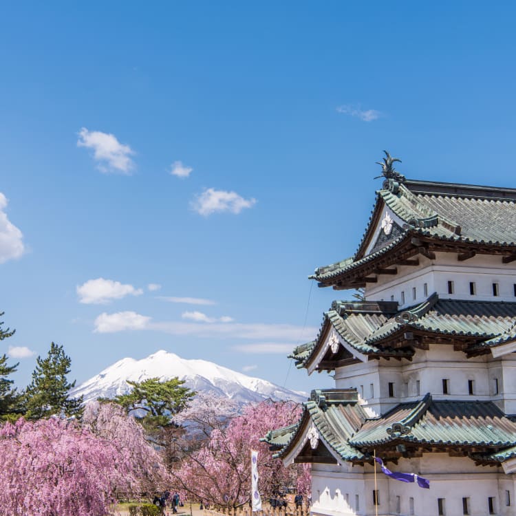 Hirosaki Park Cherry Blossom-SPR