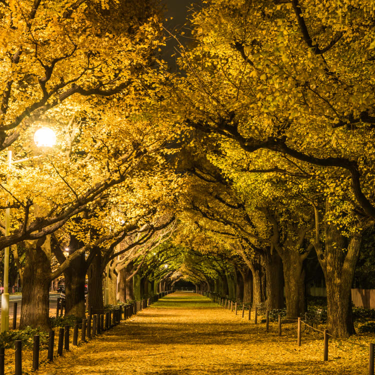 Japan in November Guide Travel Japan（Japan National Tourism Organization）
