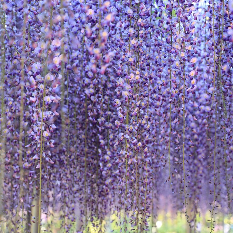 Ashikaga Flower Park-SPR