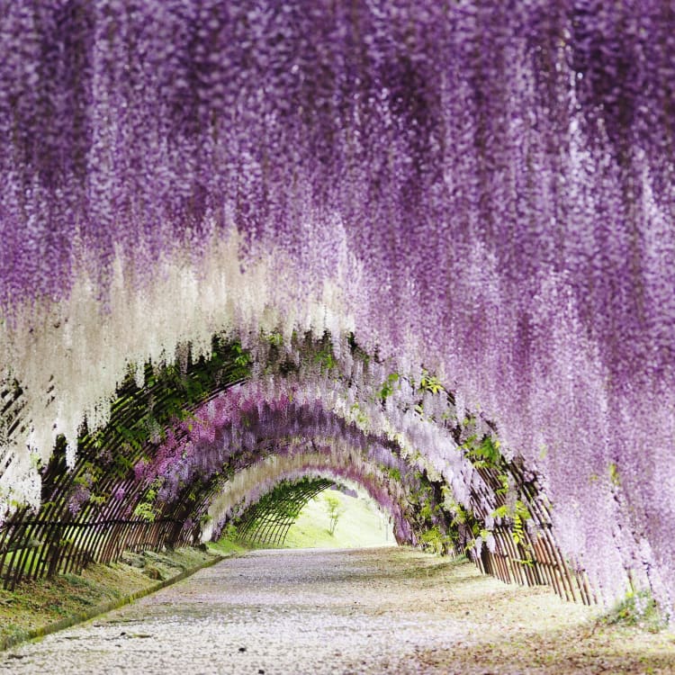 Japan in May Travel Japan JNTO