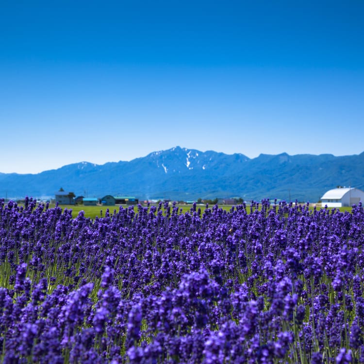 Furano