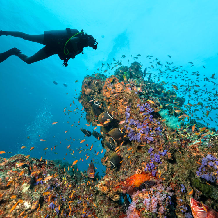 Diving in Japan Guide Travel Japan (Japan National Tourism Organization)