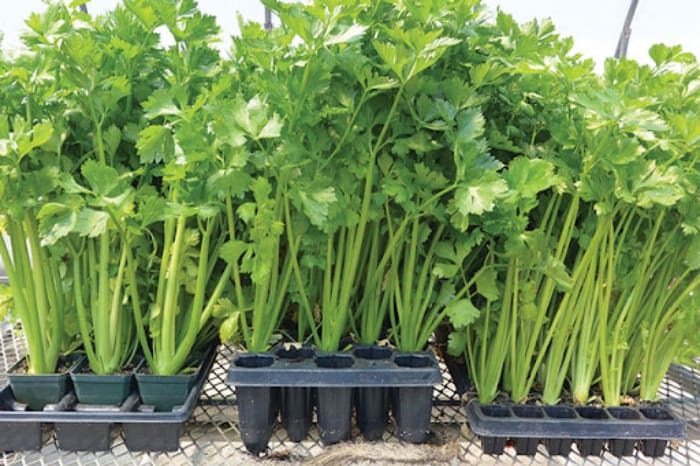 THÍ NGHIỆM KHOA HỌC STEM CHO TRẺ MẦM NON: TRỒNG C Y TỪ THÙNG RÁC