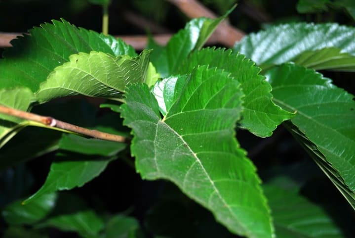 Mách mẹ những cách trị chứng đổ mồ hôi trộm ở trẻ