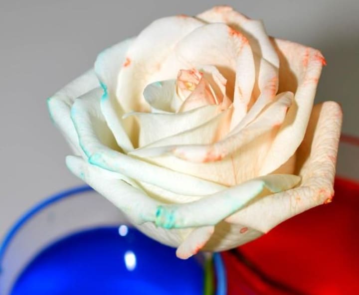 THÍ NGHIỆM THÚ VỊ CHO TRẺ MẦM NON - 